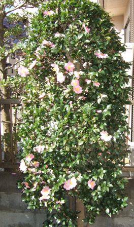 DSCF1669.jpg